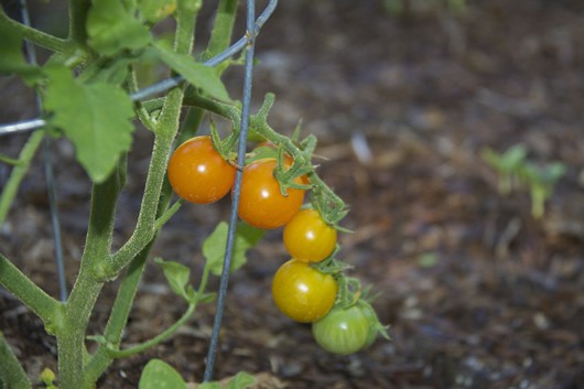 Our first cherry tomatoes of the season Our first cherry tomatoes of the season