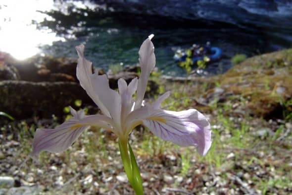Wild Iris on the Illinois River
