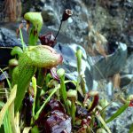 Darlingtonia Californica (aka Pitcher Plant)