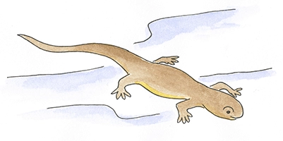 Newt