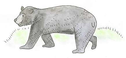 Bears are found on Rogue River rafting trips
