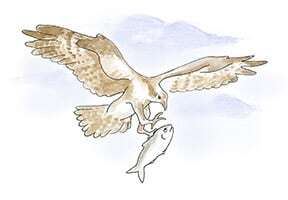 Osprey | Rogue River