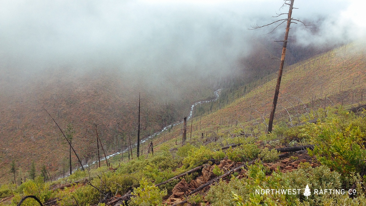 Looking into Rough and Ready Creek's watershed
