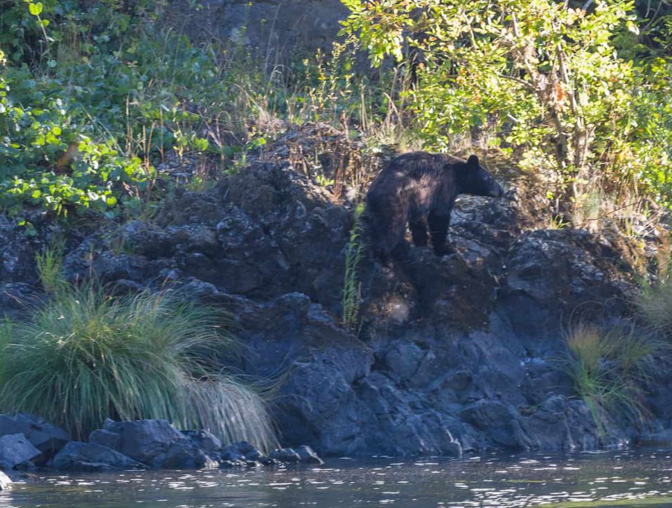 Black bear on the Rogue | Photo by Vince Ready