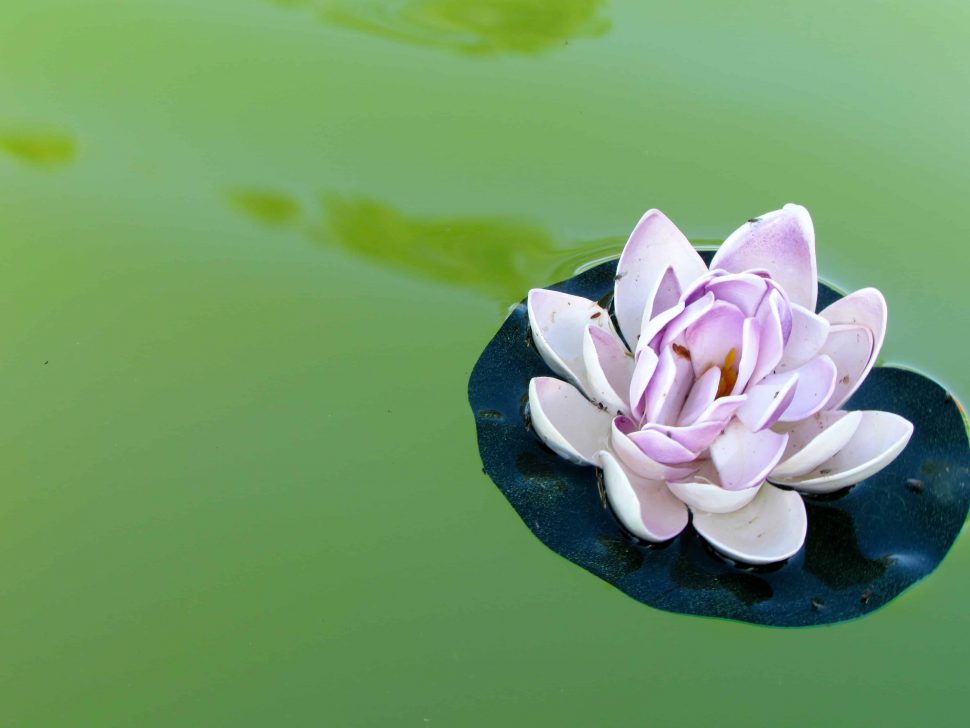 The Lotus Flower