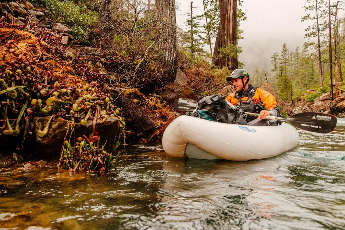 Kayaking along Darlingtonia californica and Port Orford Cedars