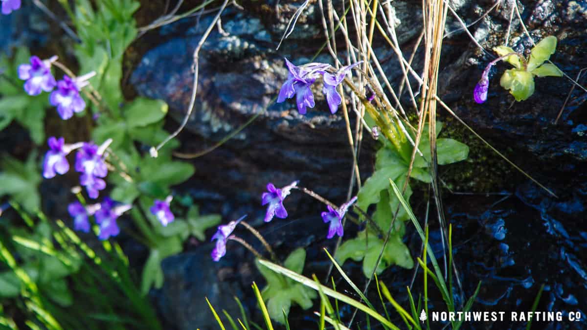 Butterwort