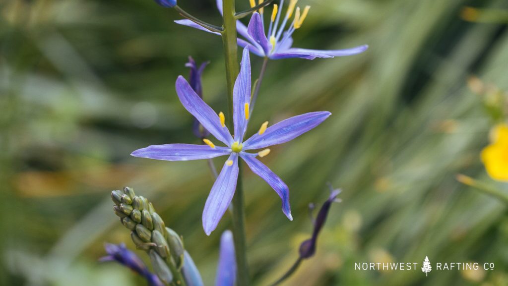 Camas