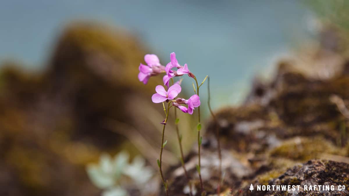 Rock Cress on the Illinios River