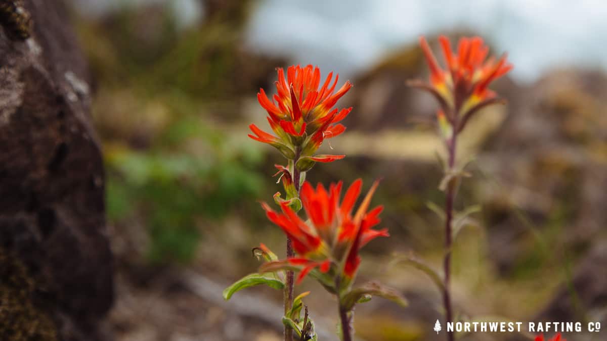 Indian Paintbrush
