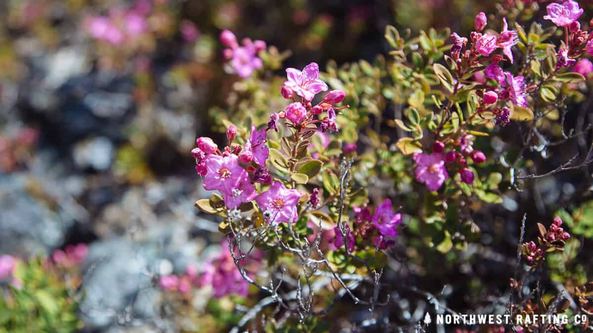 Kalmiopsis Leachiana