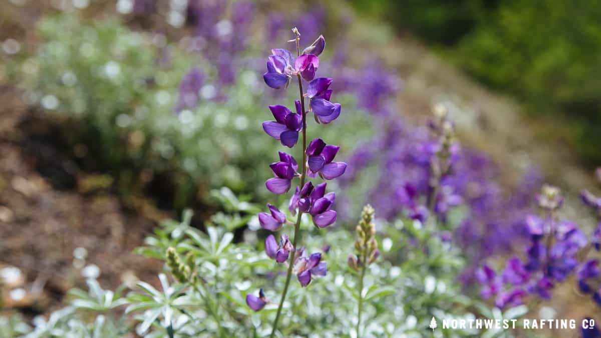Lupine
