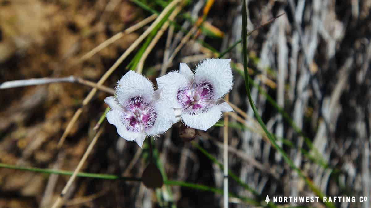 Mariposa Lily