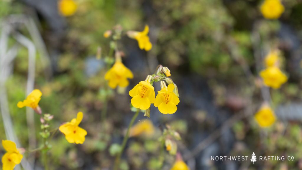 Monkeyflower