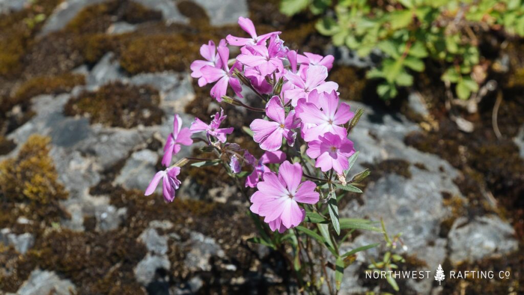 Phlox