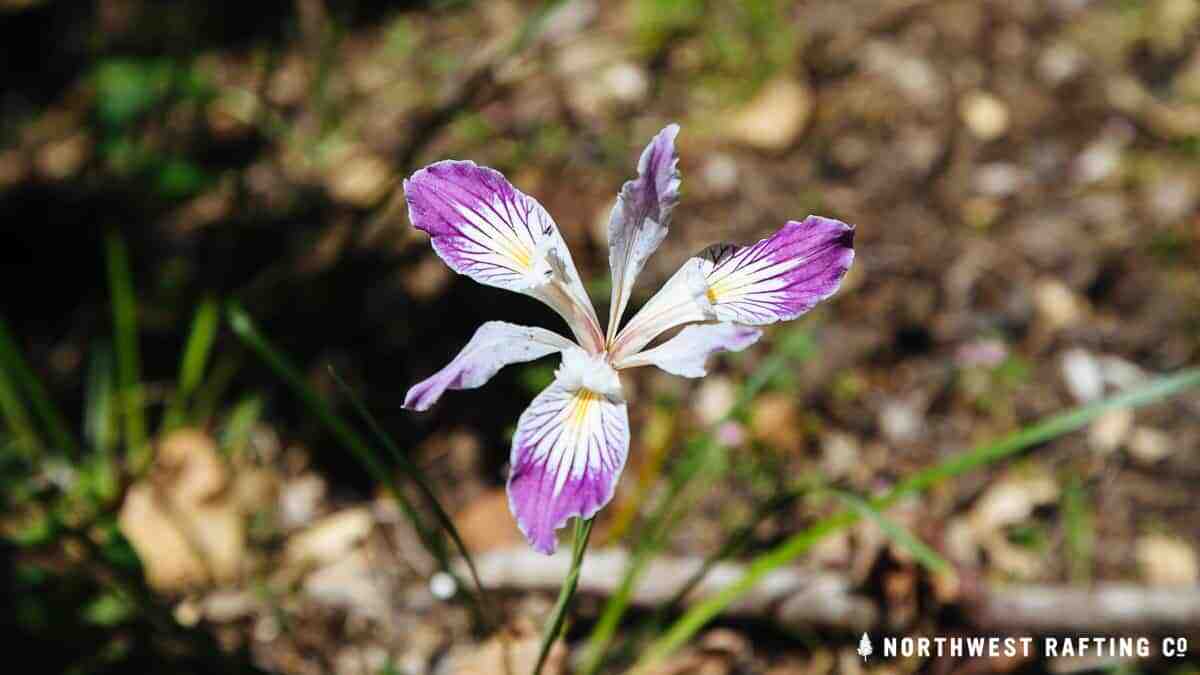 Wild Iris