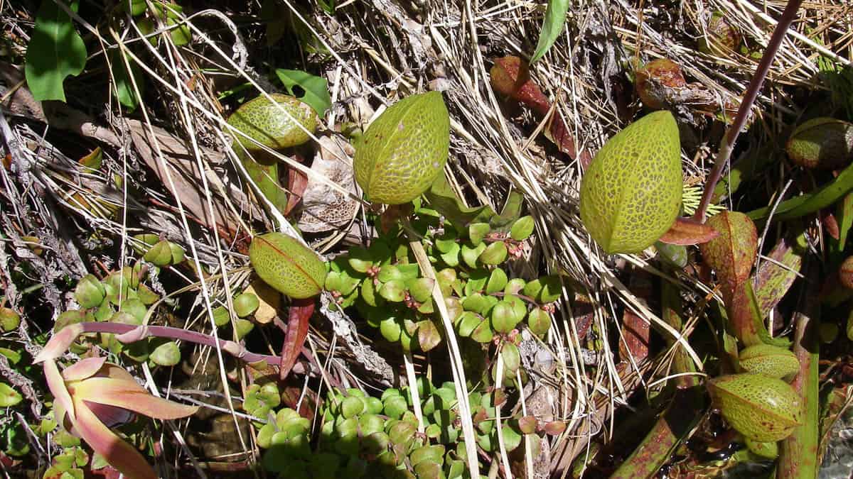 Pitcher plants on serpentine soil