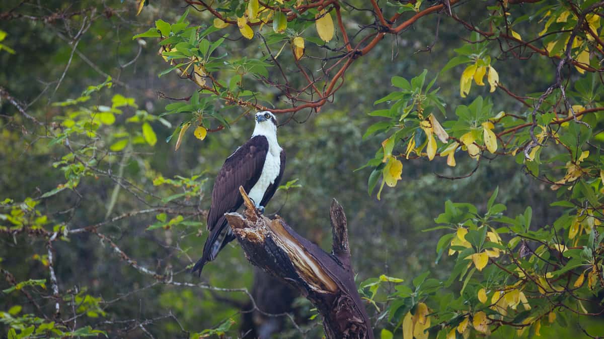 Osprey are common along the Rogue River