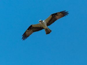 Osprey Flying above the Rogue River