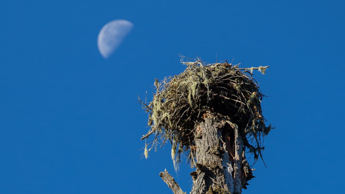 osprey nest