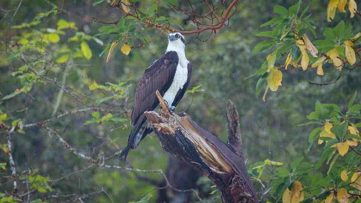 osprey sitting