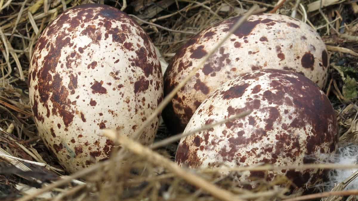 Three osprey eggs together in a nest