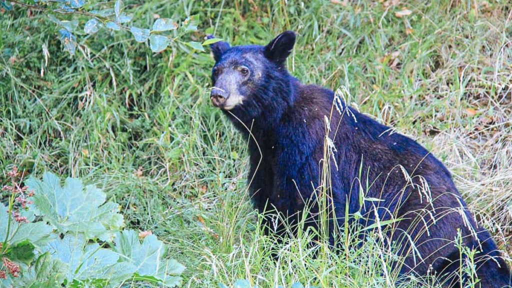 Black Bear on the Rogue River