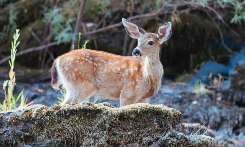 Deer