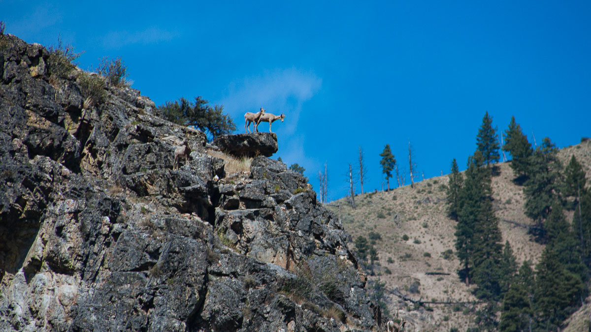 Bighorn Sheep looking down on the Middle Fork of the Salmon River