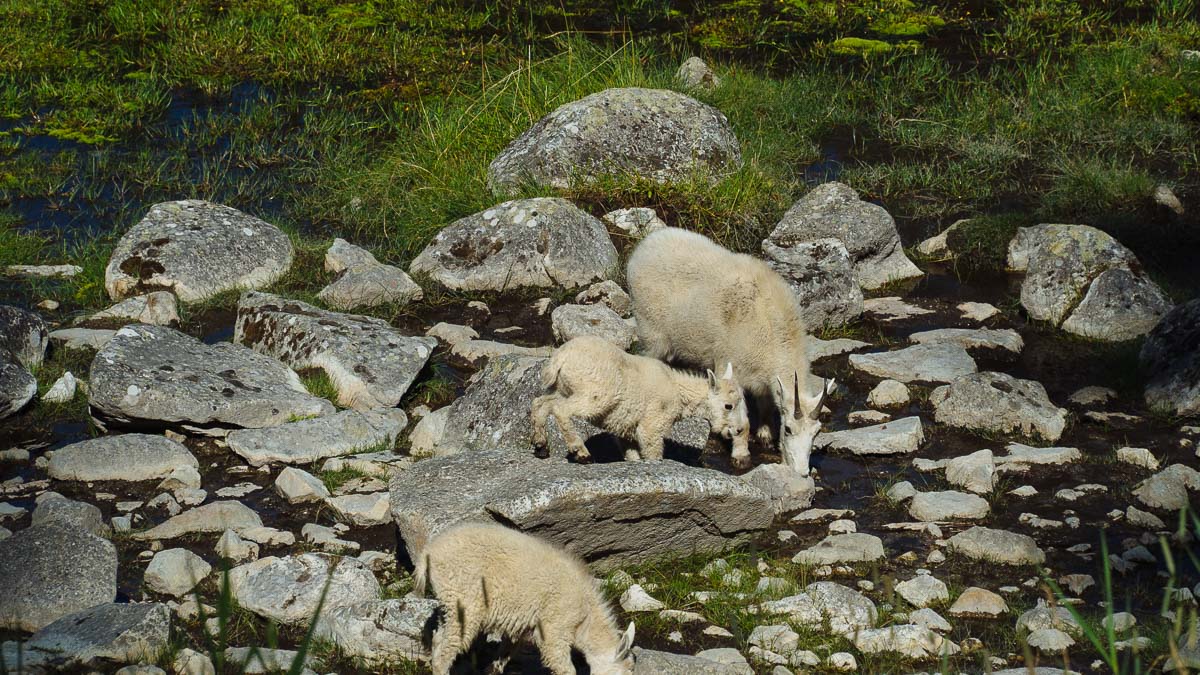Mountain Goats also enjoy Sheepeater Hot Spring