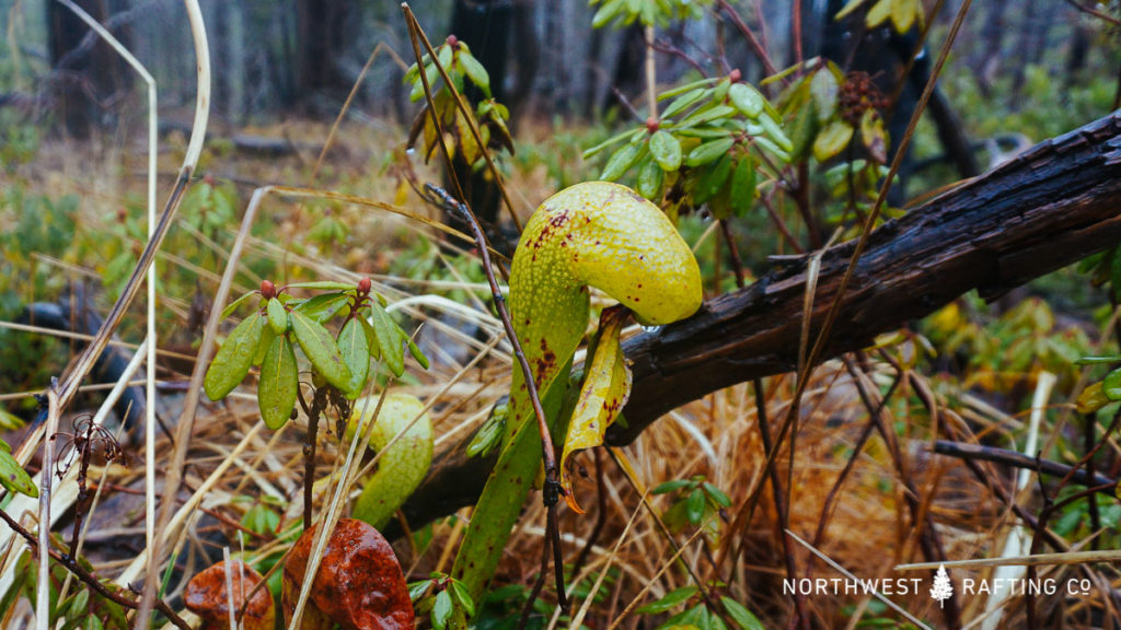 Darlingtonia Californica