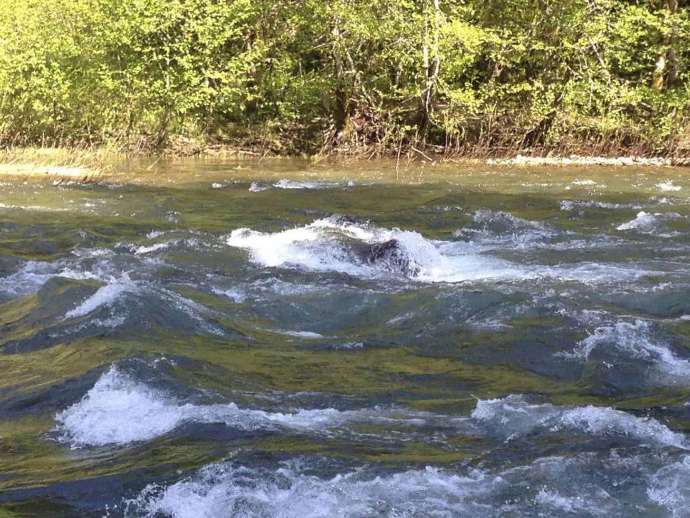 At Low-Medium Flows (about 5.5 feet) Water Flows Between the Horns