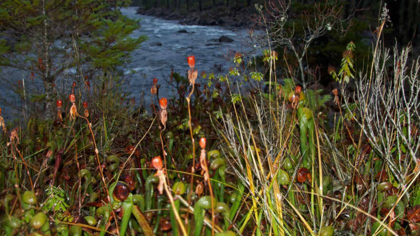 Darlingtonia Calfornica (aka Pitcher Plant) along Rough and Ready Creek