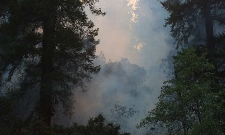 Smoke amongst the trees during the Big Windy Complex Fire