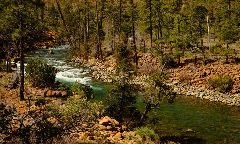 Rough and Ready Creek flows remarkably clear.