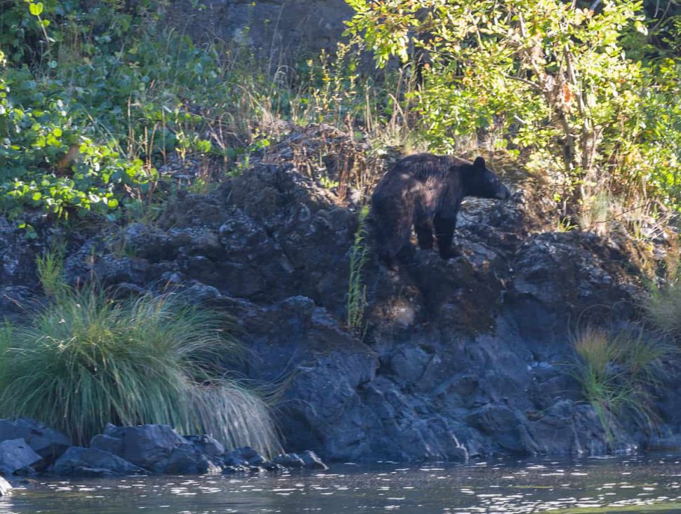 Black bear on the Rogue | Photo by Vince Ready