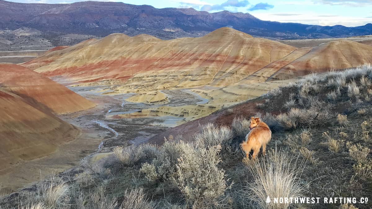 John Day Fossil Beds National Monument protects plant and animal fossils in Central Oregon