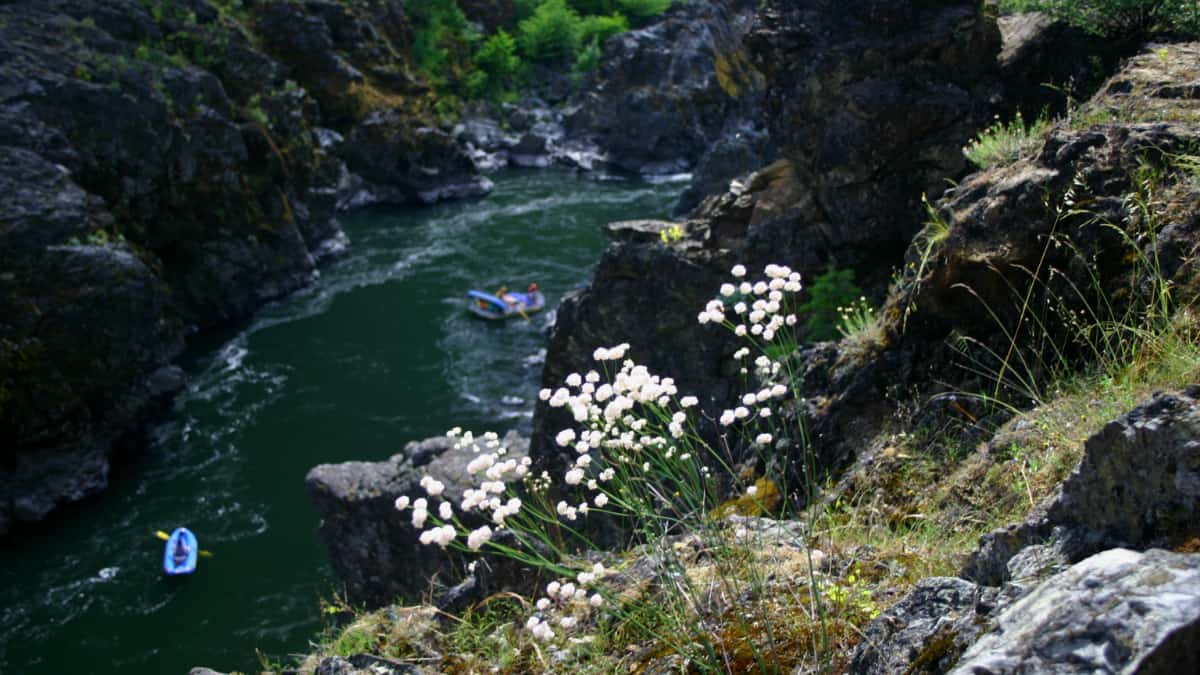 Wildflowers on the Rogue River Trail above the Rafters