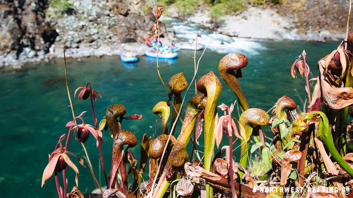 Darlingtonia Californica (aka Pitcher Plant)