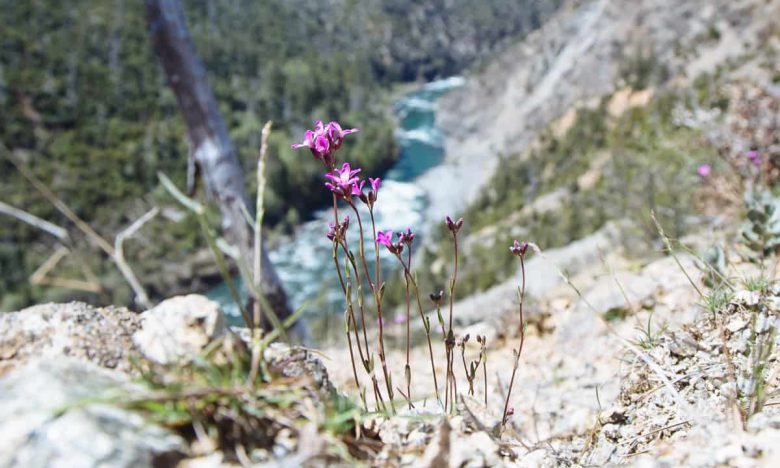 Rock Cress high above the Illinois River