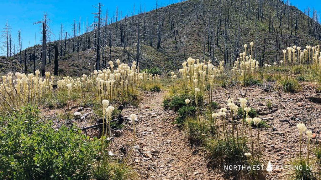 Beargrass