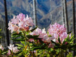 Western Azalea in the Kalmiopsis Wilderness