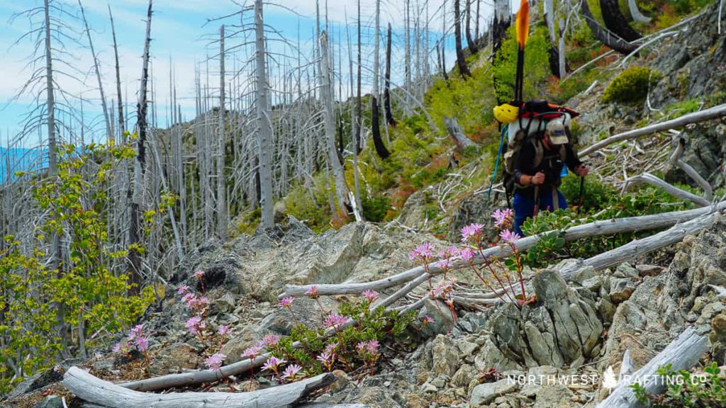 Lee's Lewisia along the trail to the Chetco River