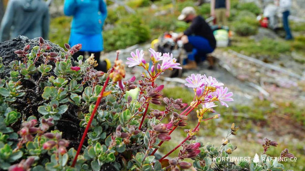 Lee's Lewisia