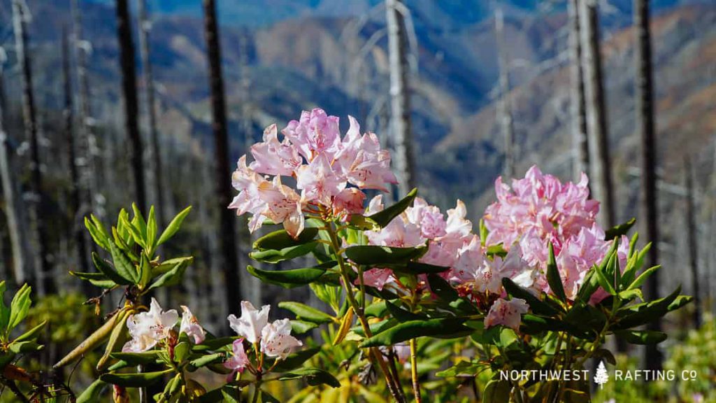 Western Azalea