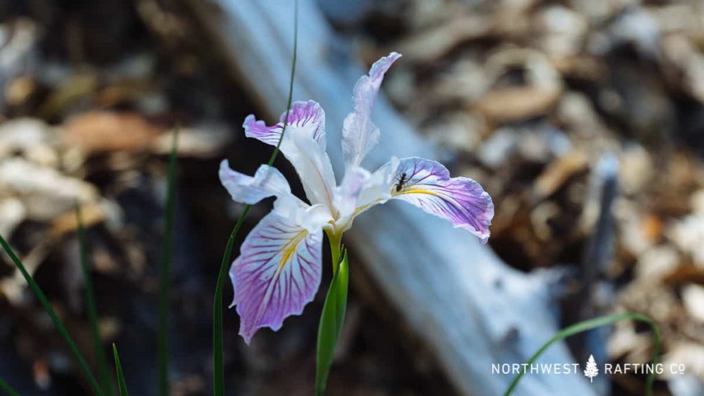 Wild Iris