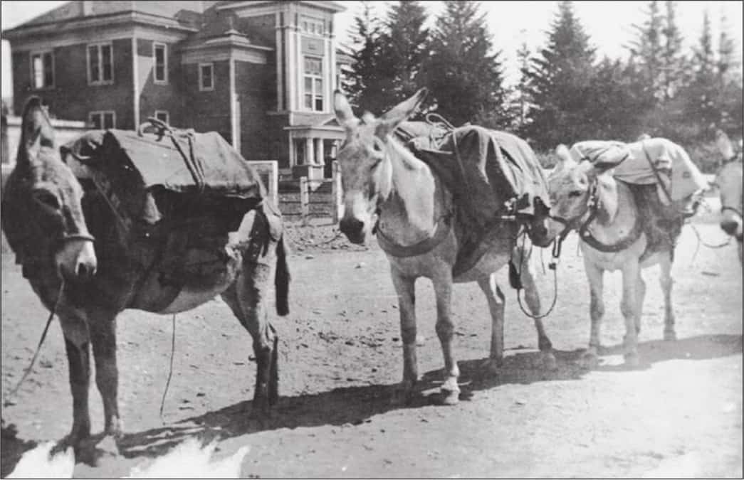 Hathaway Mail Mules 1912, Rogue River lore