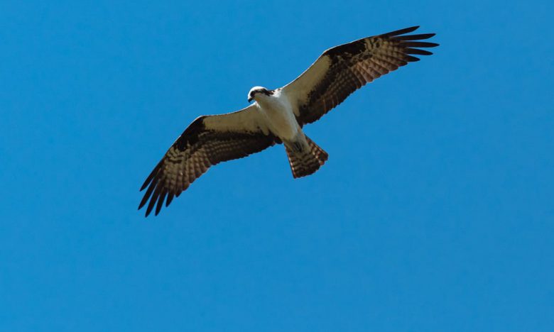 Osprey Flying above the Rogue River