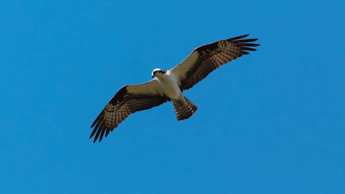 An osprey in flight, notice the white underside and m-shaped wings