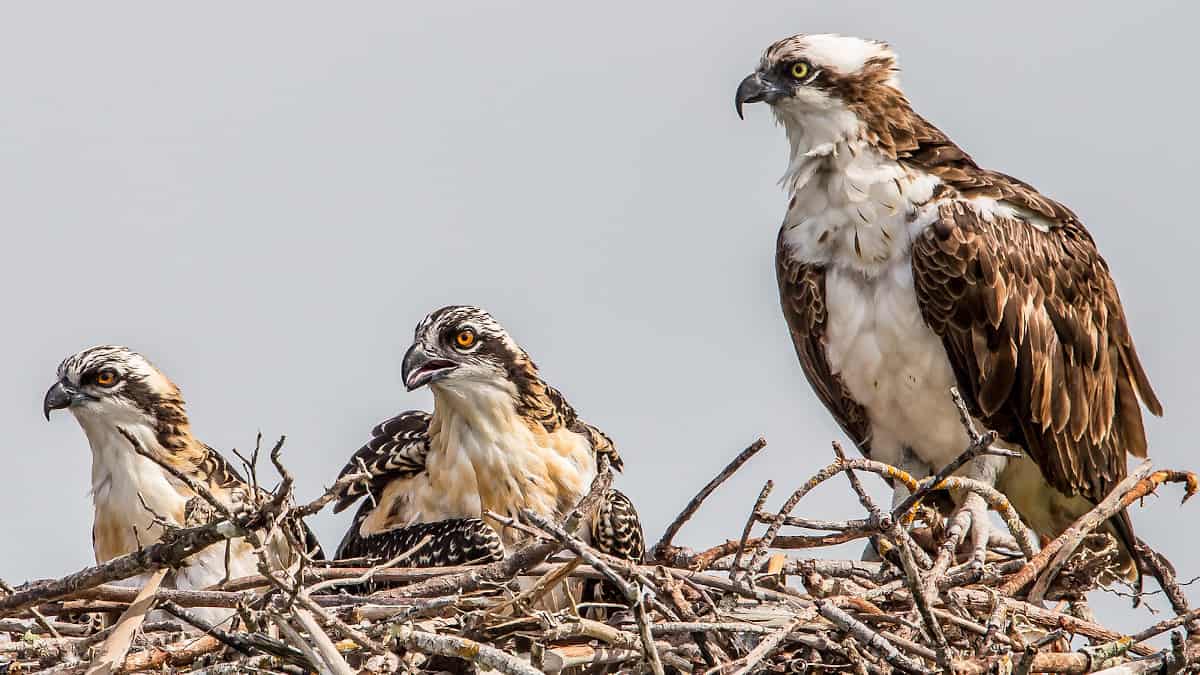 A family of osprey in their nest.